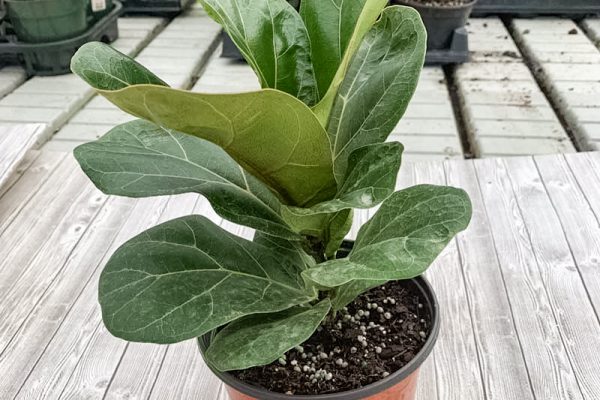 Ficus iyrata 'Bambino Fiddle Leaf Fig'