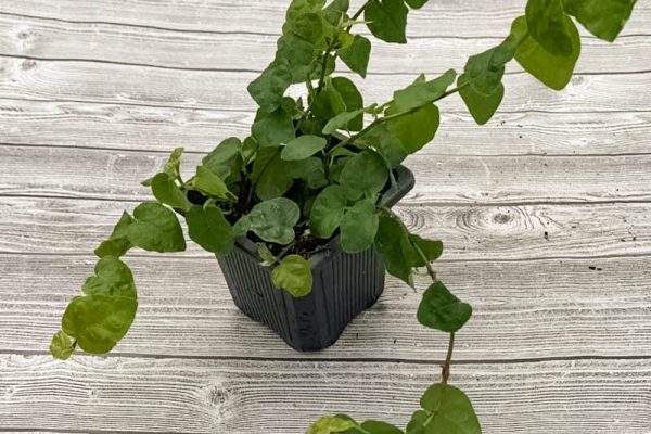 Ficus pumila 'Creeping Fig'