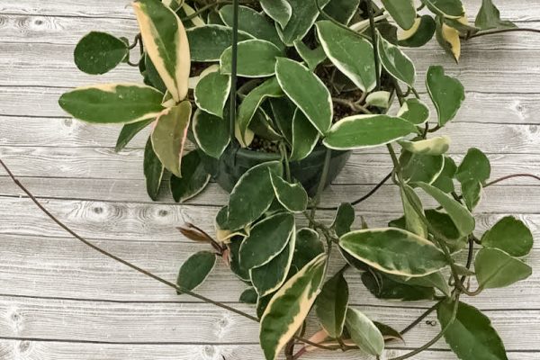 Hoya carnosa variegata