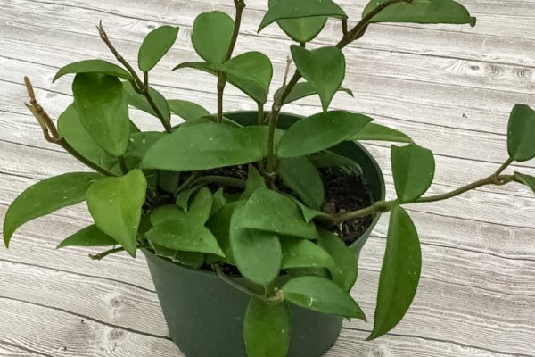 Hoya carnosa