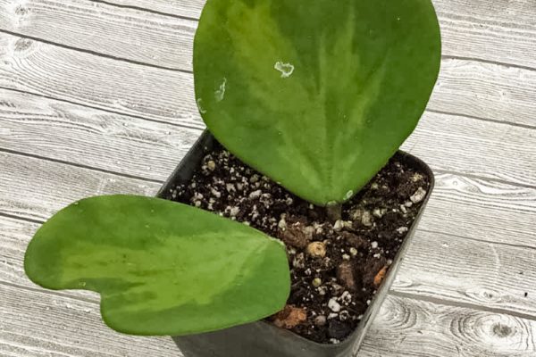 Hoya kerrii variegata - Reverse