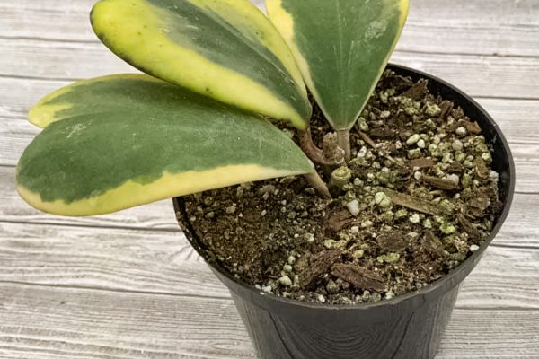 Hoya kerrii variegata