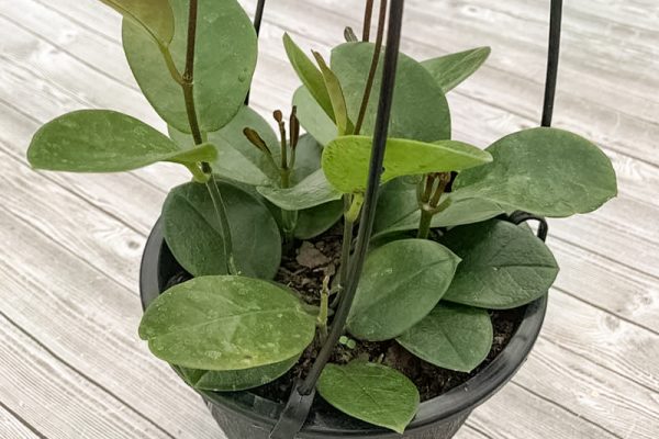 Hoya australlis