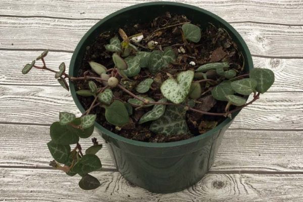 Ceropegia woodii 'Premium String of Hearts'