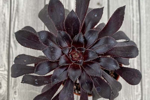 Aeonium hybrid - Zwartkop