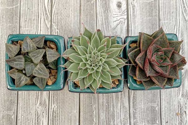 Succulents - Assorted