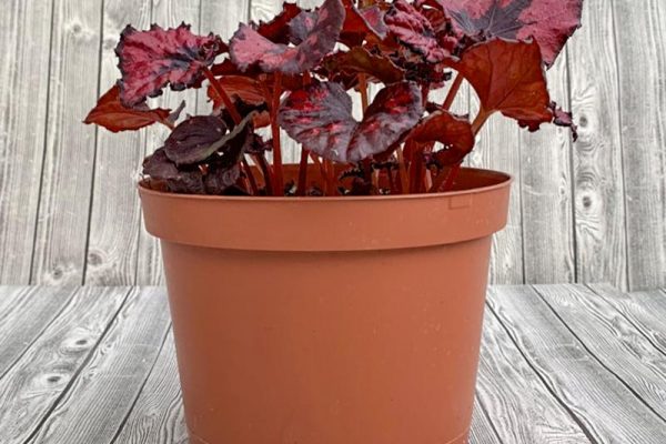 Begonia Rex - Assorted