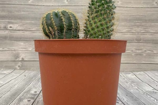 Cactus - Premium
