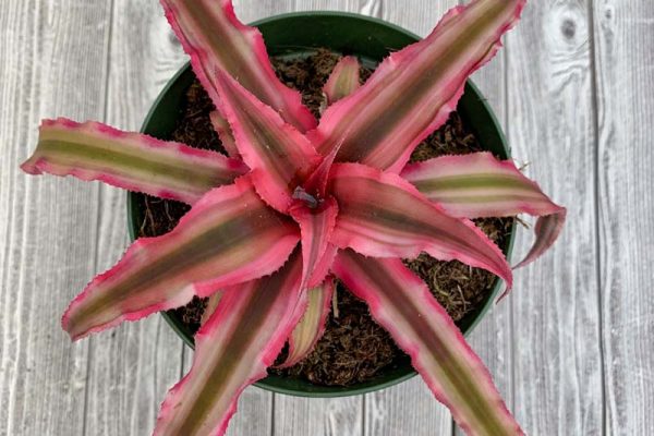 Cryptanthus Bromeliad