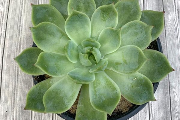 Echeveria