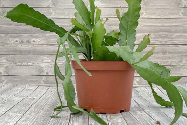 Epiphylium gustamalense - Orchid Cactus