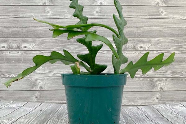 Epiphyllum anguliger