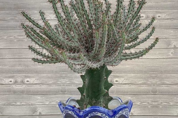 Euphorbia - Grafted