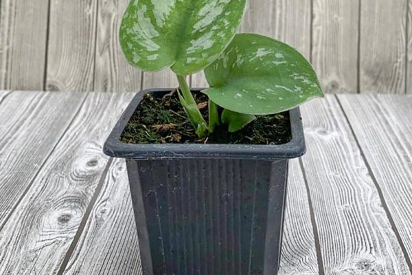 Pothos - Exotic Satin