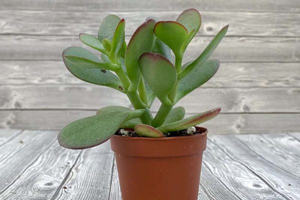 Jade Plant