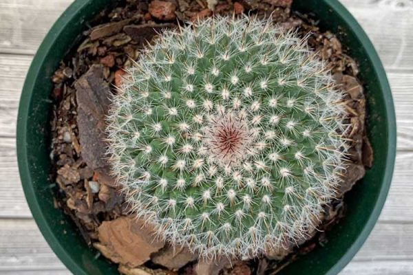 Mammillaria hahniana - Old Lady