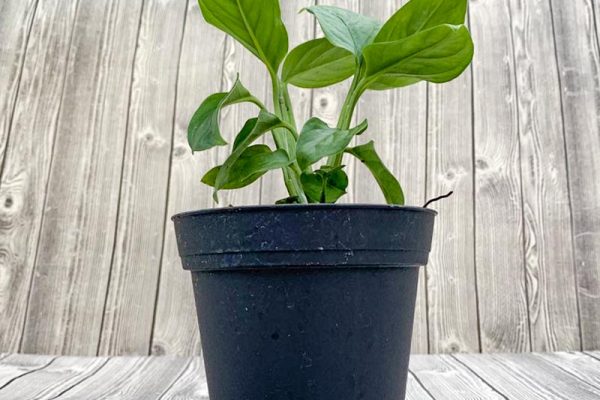 Monstera adansonii - Narrow Swiss Cheese