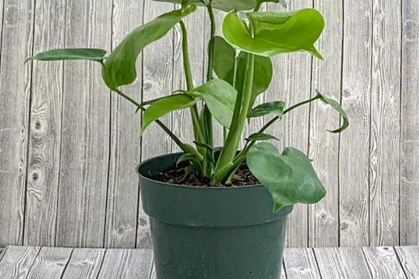 Monstera deliciosa