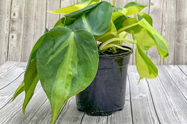 Philodendron - Brazil