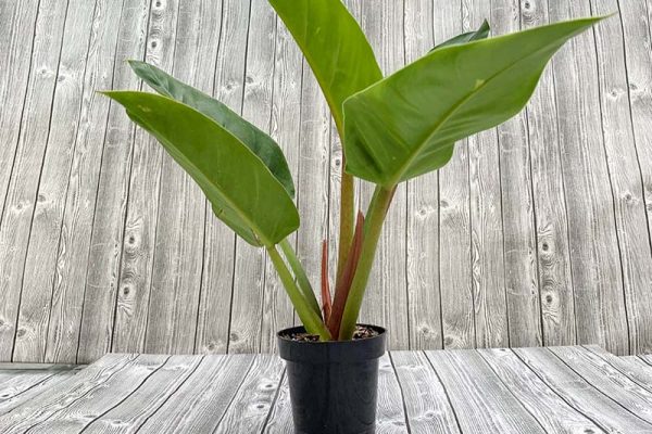 Philodendron melinonii