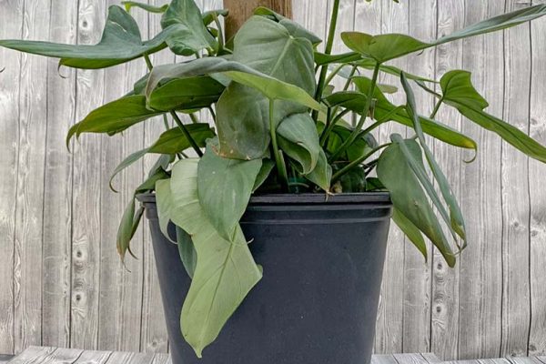 Philodendron pandureforme Totem