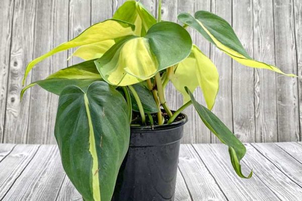 Philodendron scandens - Brasil