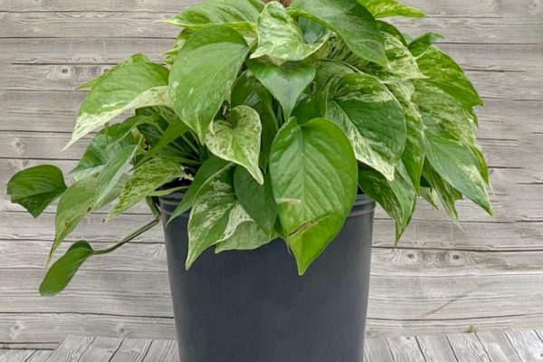 Pothos - Marble Queen