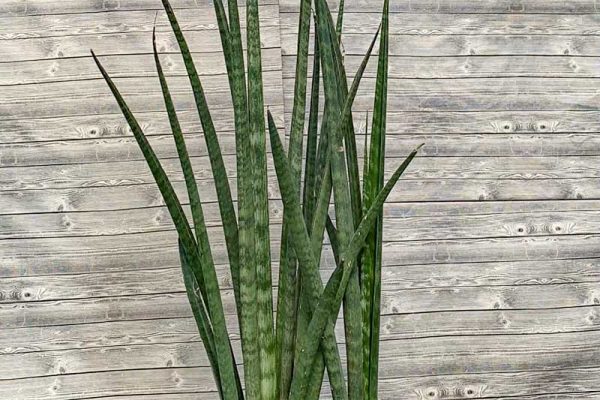 Sanseveria - Black