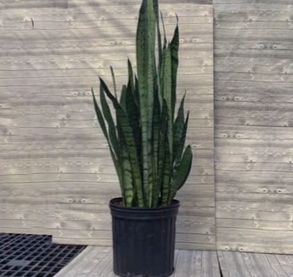 Sansevieria - Glow