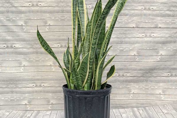 Sansevieria - Laurentii