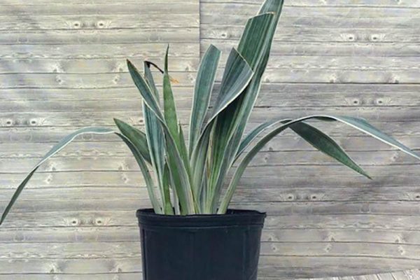 Sansevieria - Sayuri