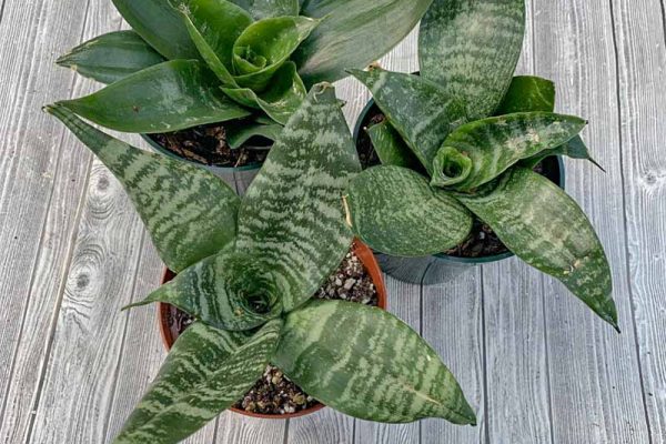 Sansevieria - Birdnest