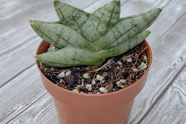 Sansevieria boncellensis - Starfish