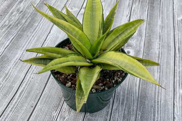 Sansevieria - Golden Flame