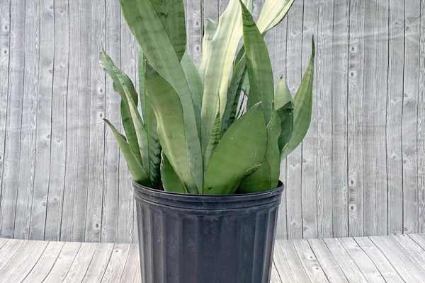 Sansevieria - Moonshine