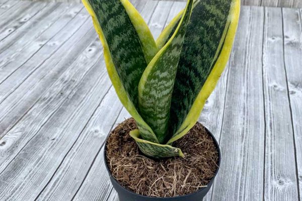 Sansevieria - Snake Plant