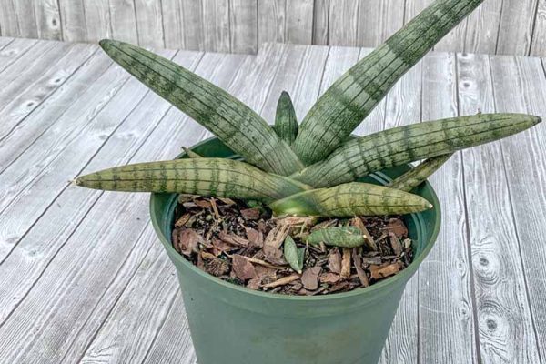 Sansevieria - Starfish