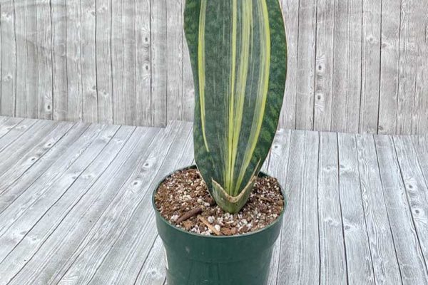 Sansevieria - Variegated Whale Fin