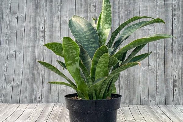 Sansevieria - Whale Fin