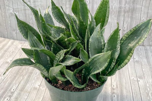 Sansevieria - Whitney