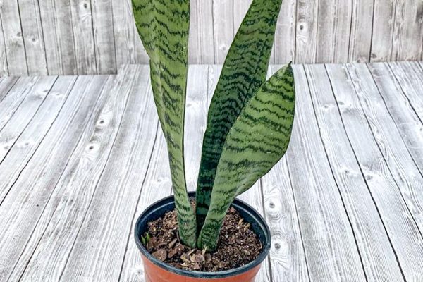 Sansevieria zeylandica superba