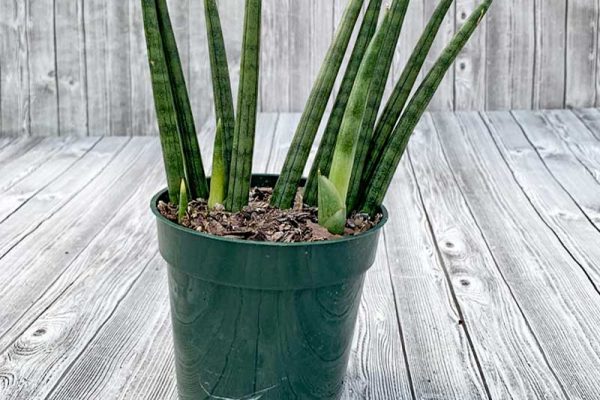 Sansevieria cylindrical - Skyline