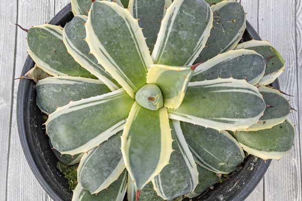 Agave - Cream Spike