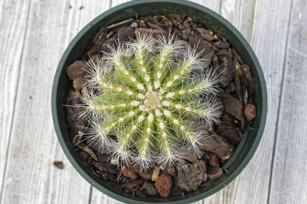 Cactus - Balloon