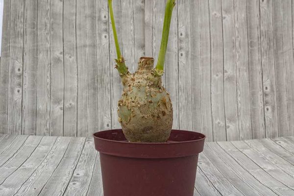 Buddha Belly Plant