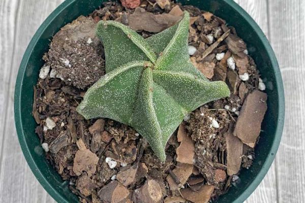 Cactus - Astrophytum myriostigma Star