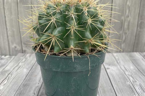 Cactus - Barrel