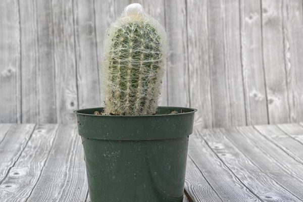 Cactus - Cotton Ball