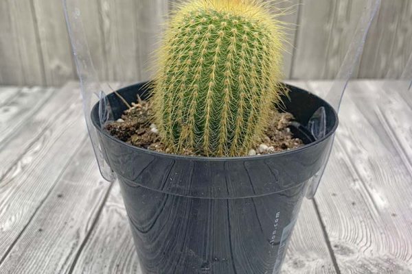 Cactus - Golden Ball