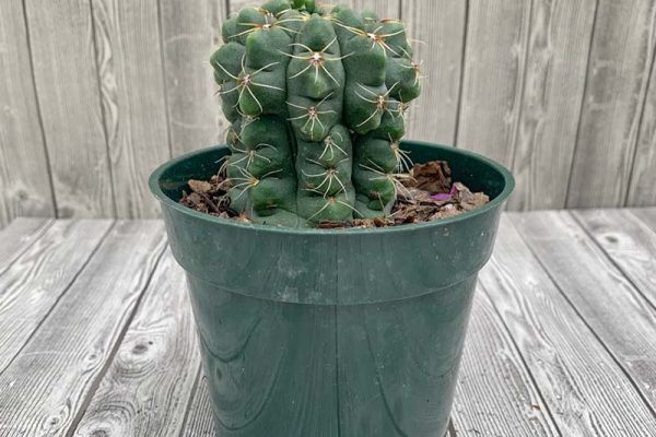 Cactus - Gymnocalycium baldianum Drawf Chin